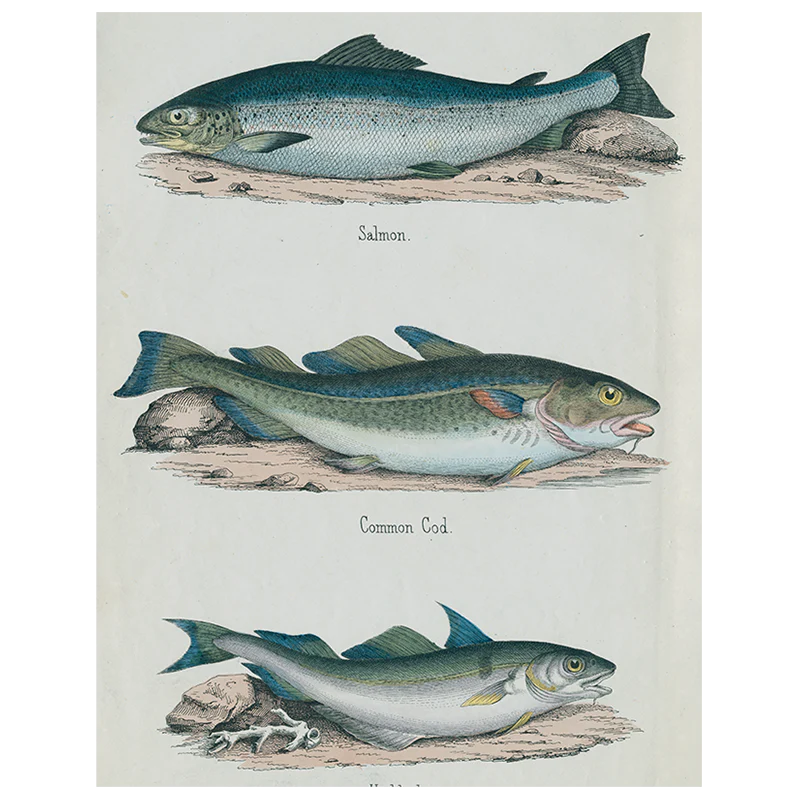 Salmon / Common Cod / Haddock (p 322)