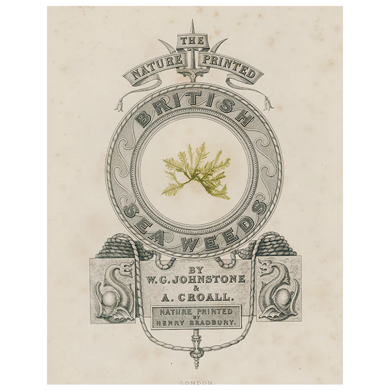 Olive British Seaweeds (p 323)