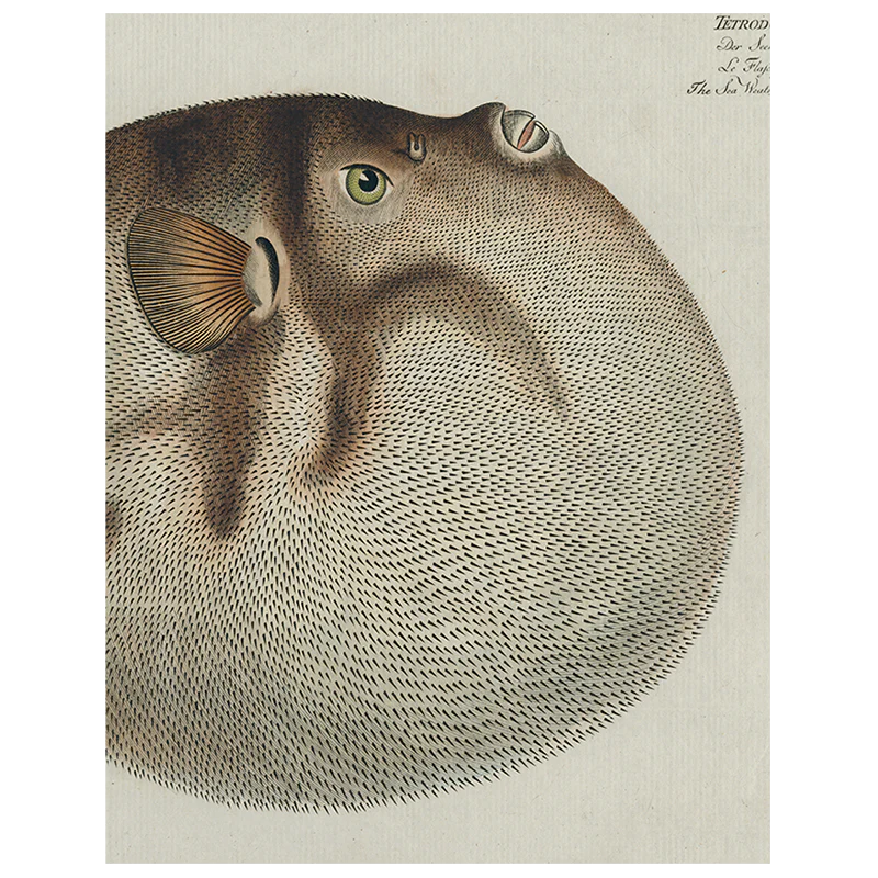 Blowfish (p 326)