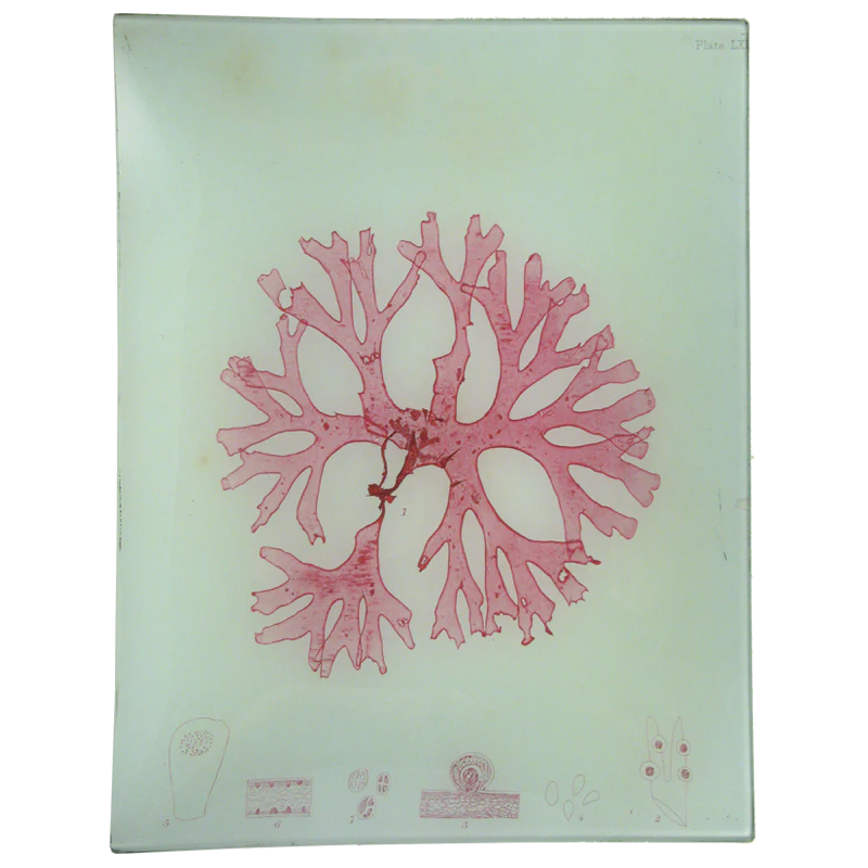 #34 Seaweed (LXIX)