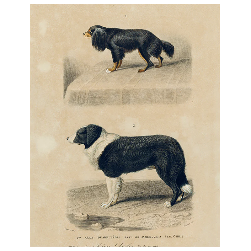 King Charles Spaniel (p 329)