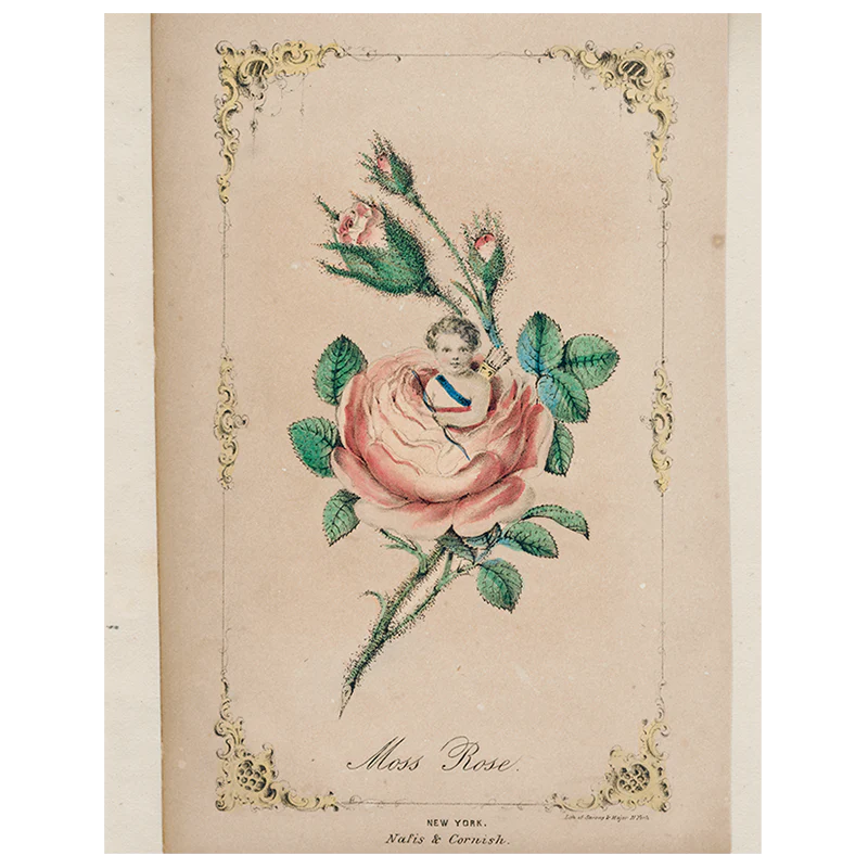 Moss Rose Cupid (p 333)