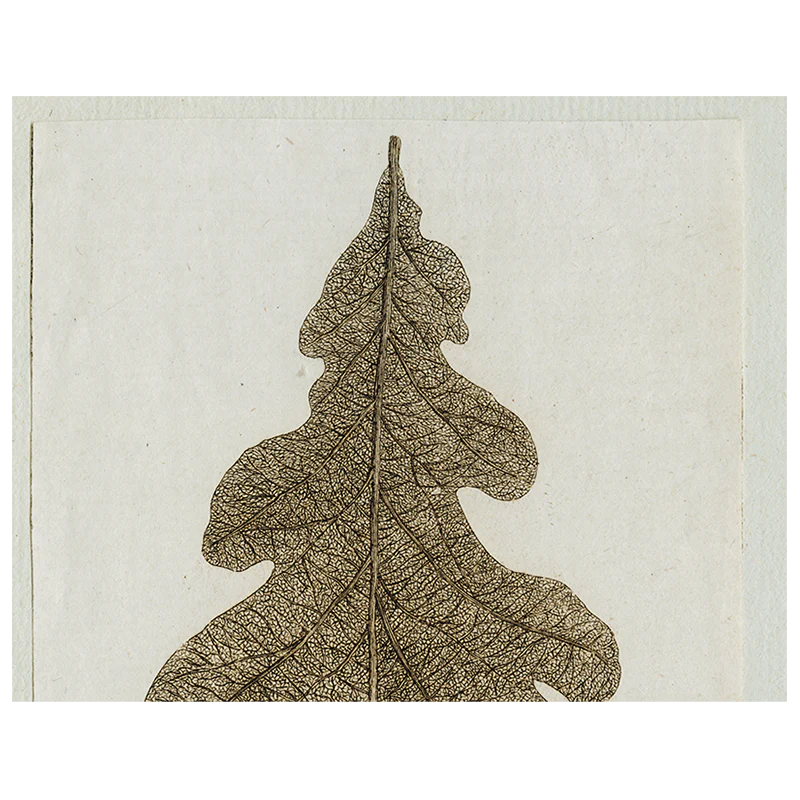 Brown Leaf (p 337)