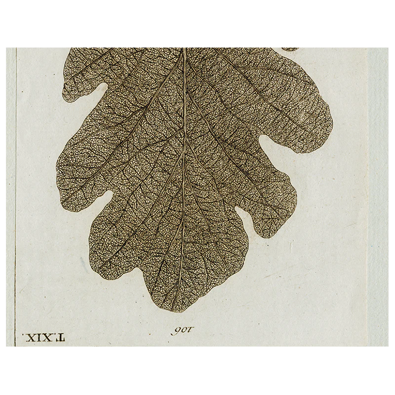 Brown Leaf (p 338)
