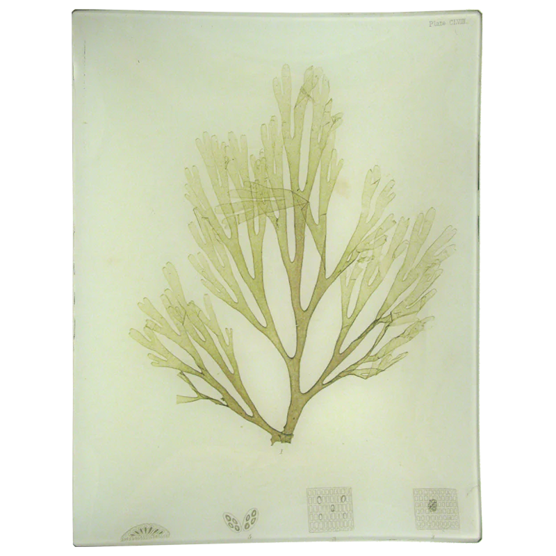#35 Seaweed (CLVIII)