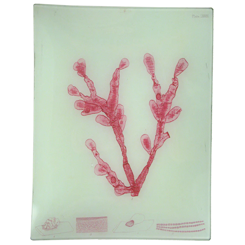 #36 Seaweed (LXXXVIII)