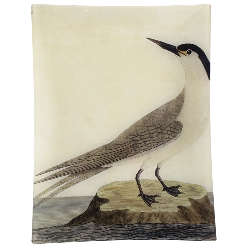 #38 - Greater Sea Swallow