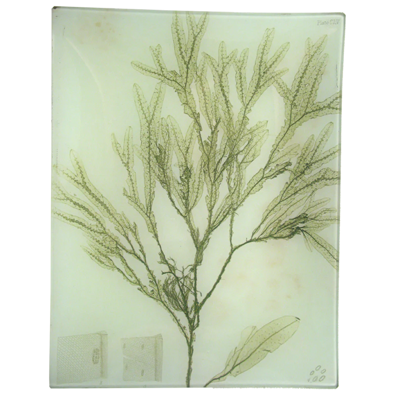 #38 Seaweed (CLV)