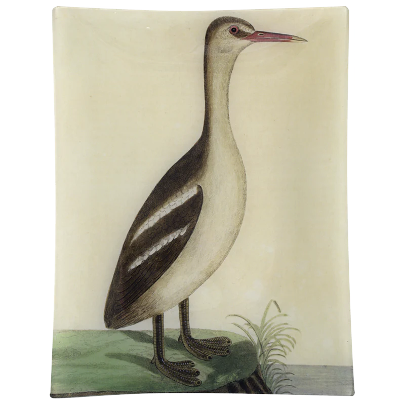 #39 - Great Sea Loon