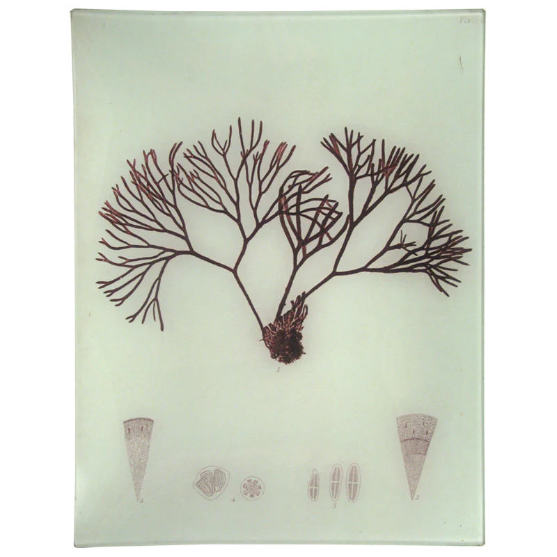 #39 Seaweed (LXa)