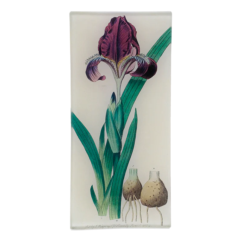 Iris 801