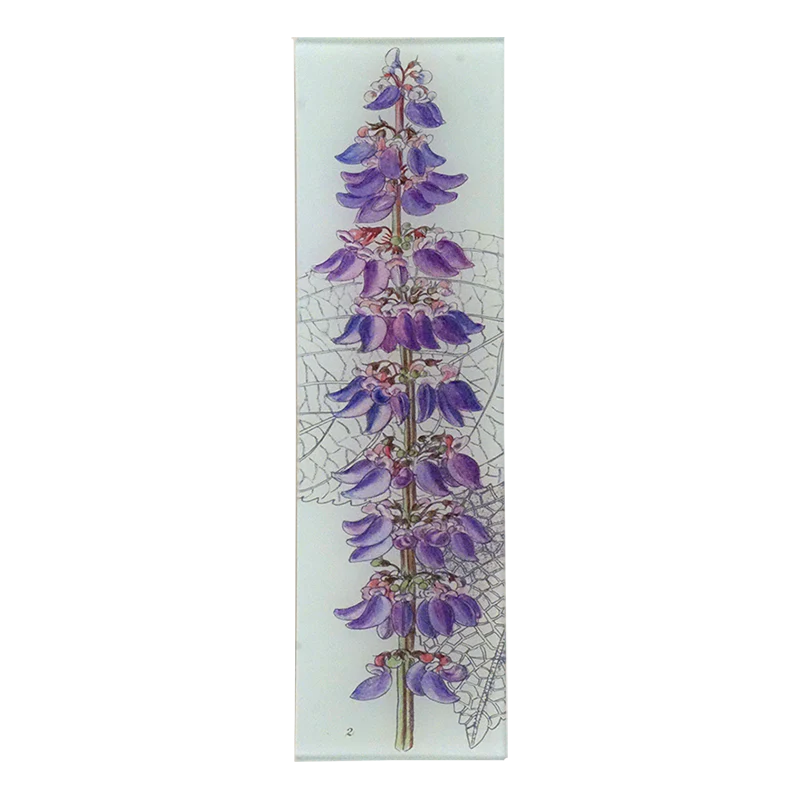 Coleus