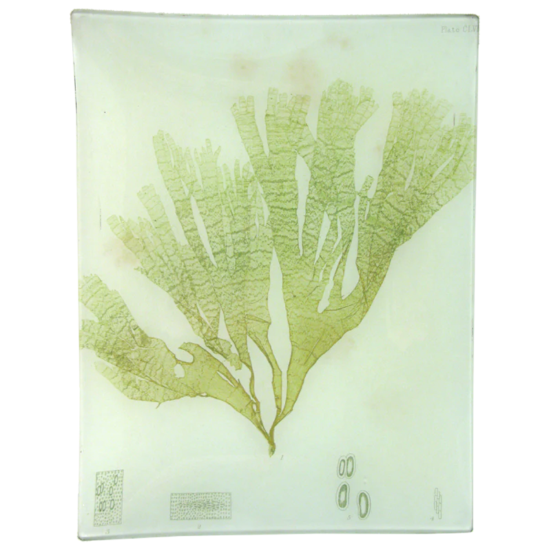 #43 Seaweed (CLVa)