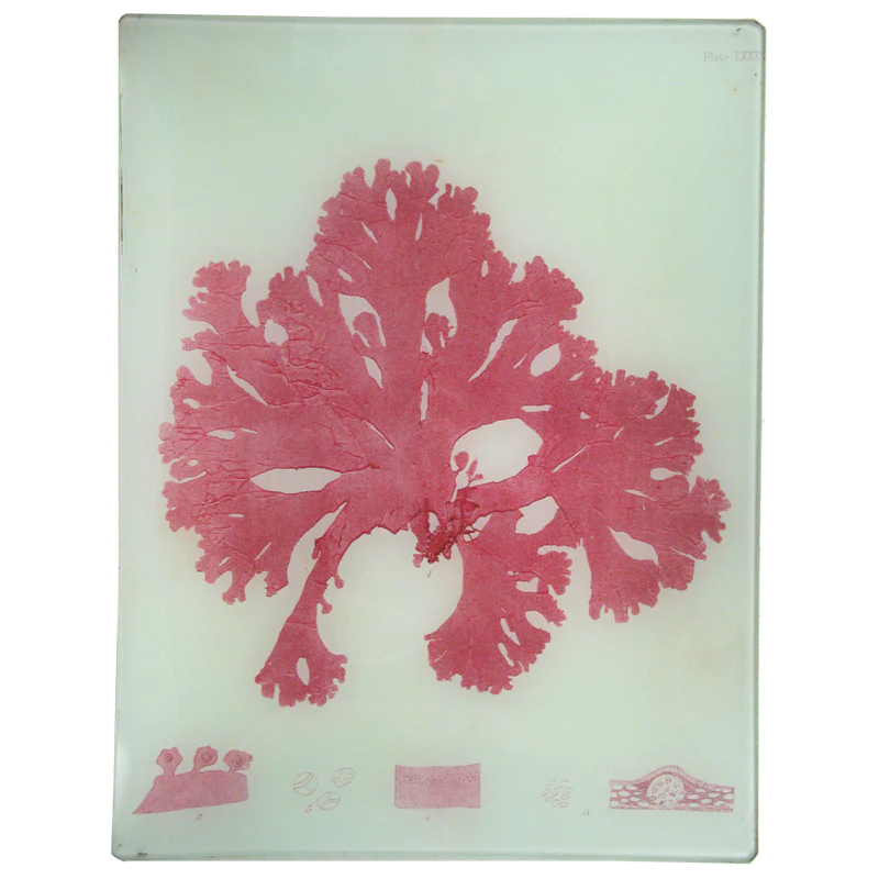 #44 Seaweed (LXXVL)