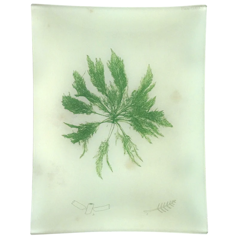 #48 Seaweed (CCXXXIV)