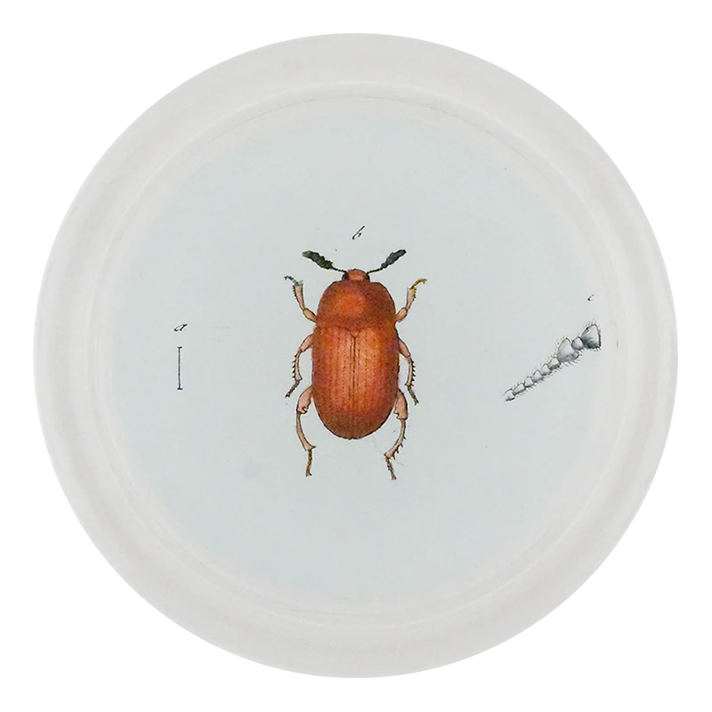 Red Altica Beetle (Beetles)