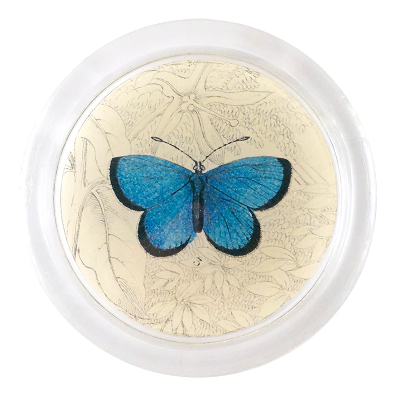 Argus Butterfly (19th c. Naturalist)