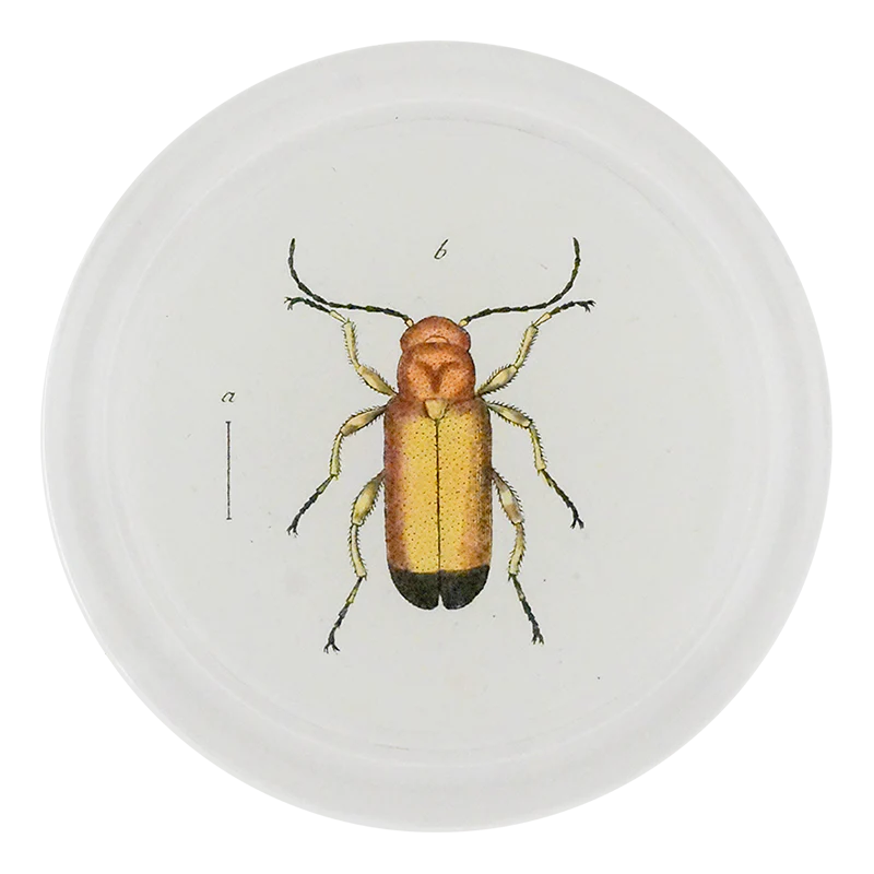 Yellow Blister Beetle (Beetles)