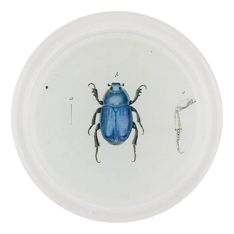 Blue Scarab Beetle (Beetles)