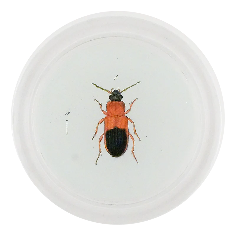 Red Mealworm Beetle (Beetles)