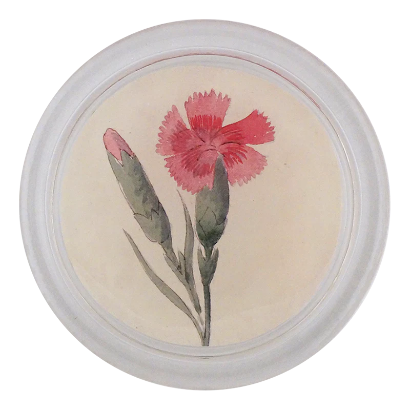 Dianthus