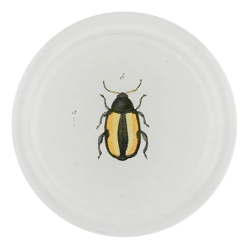 Yellow Flea Beetle (Beetles)