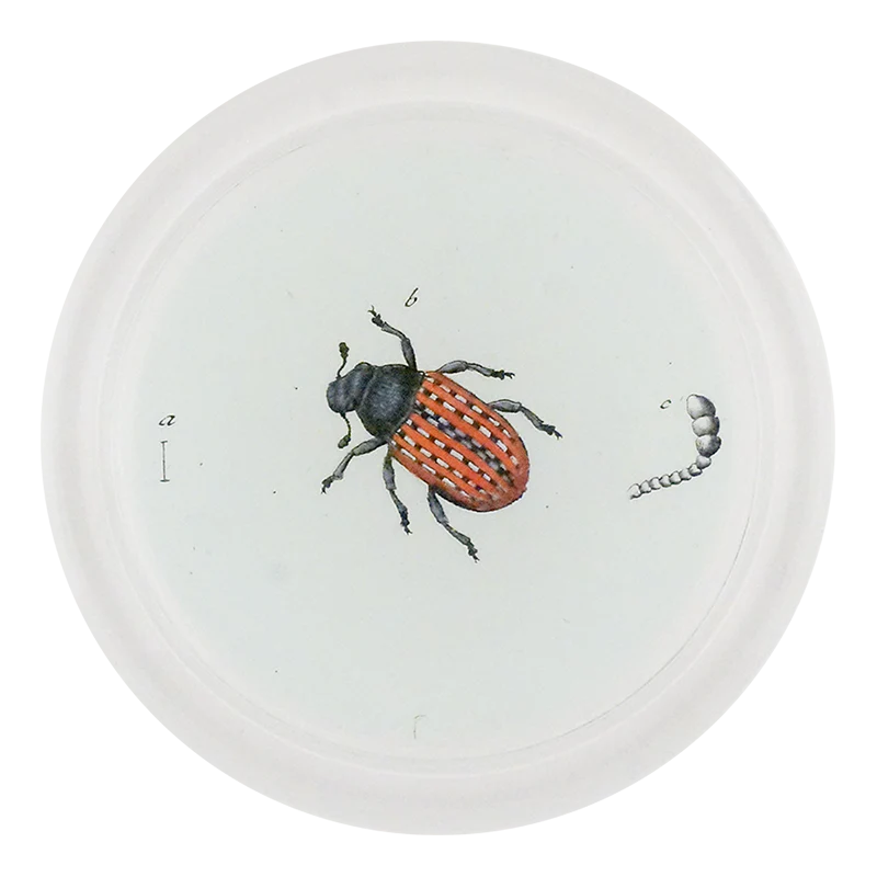 Red Fungus Weevil (Beetles)