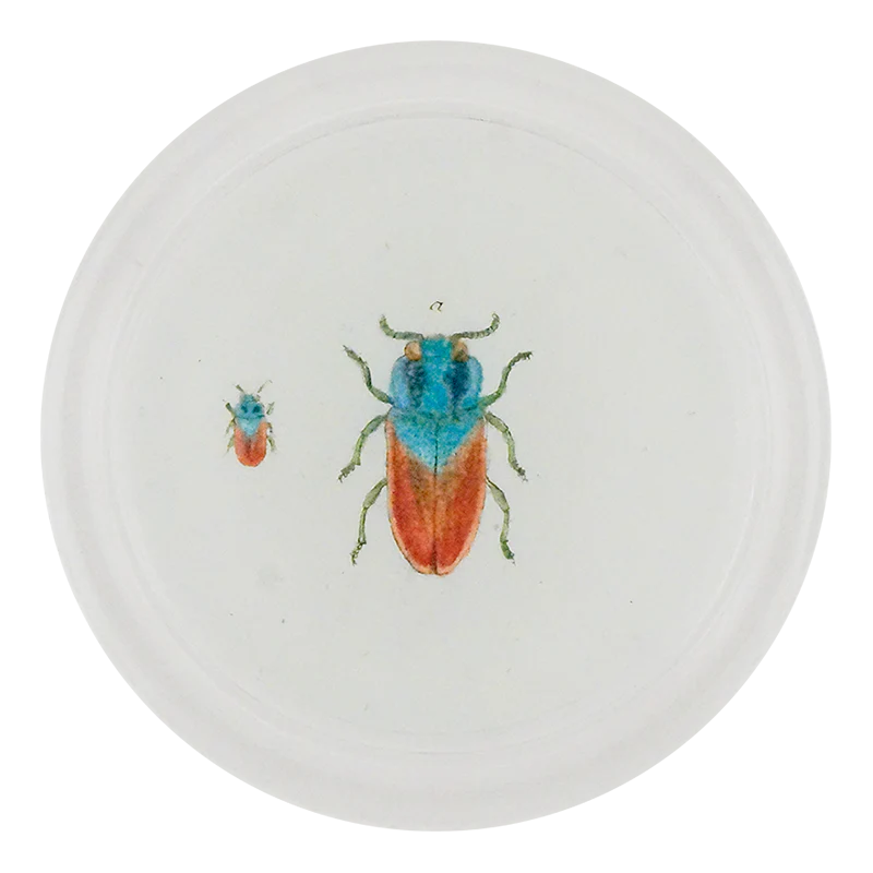 Blue Red Jewel Beetle (Beetles)