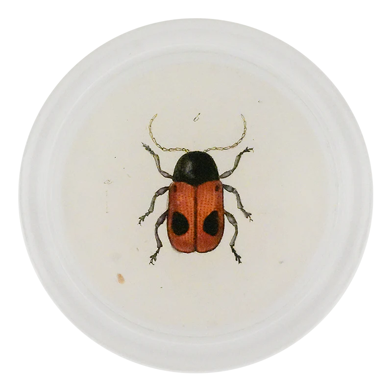 Black Dotted Red Leaf Beetle (Beetles)