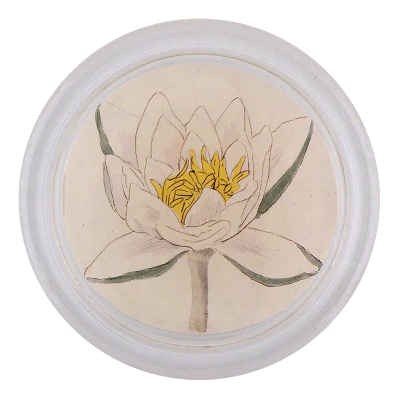 Water Lily