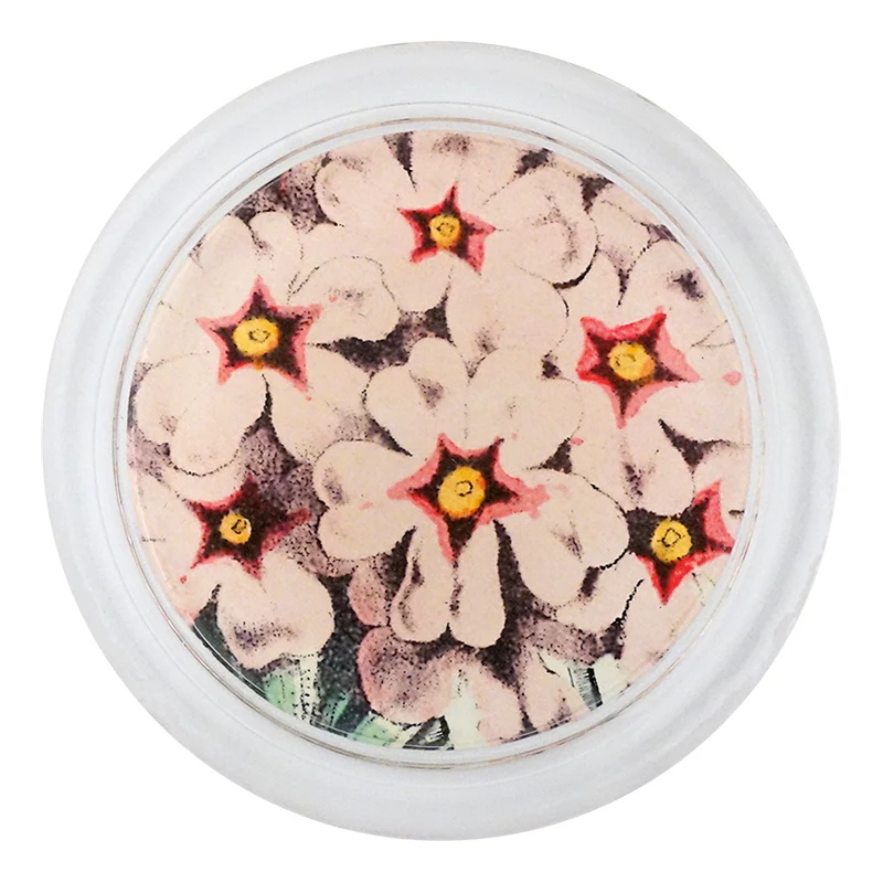 Pink Primula