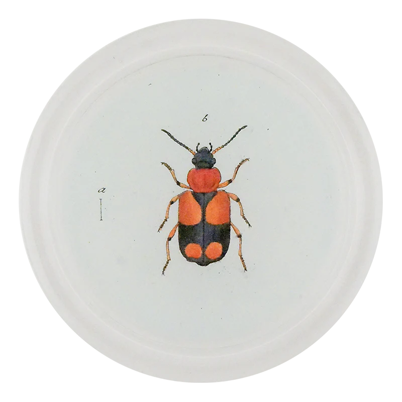 Red & Black Flower Beetle (Beetles)
