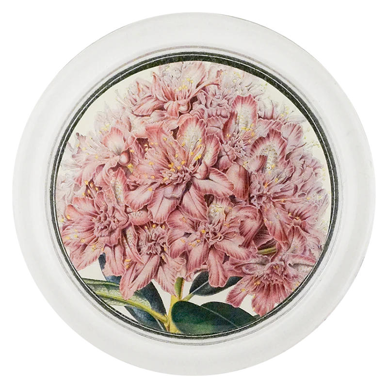 Rhododendron Ponticum