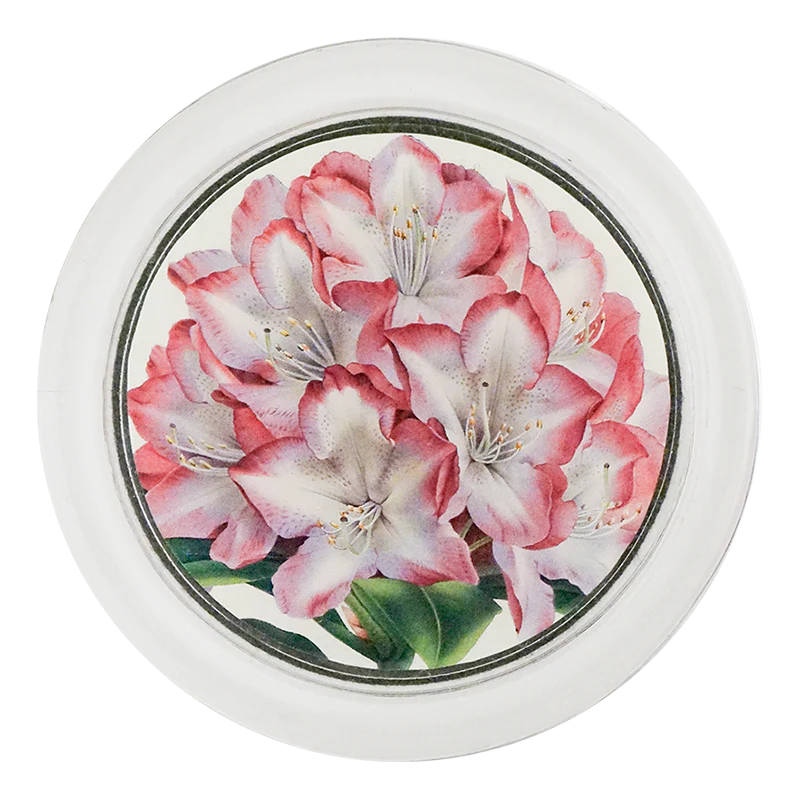 Rhododendron Princess of Wales