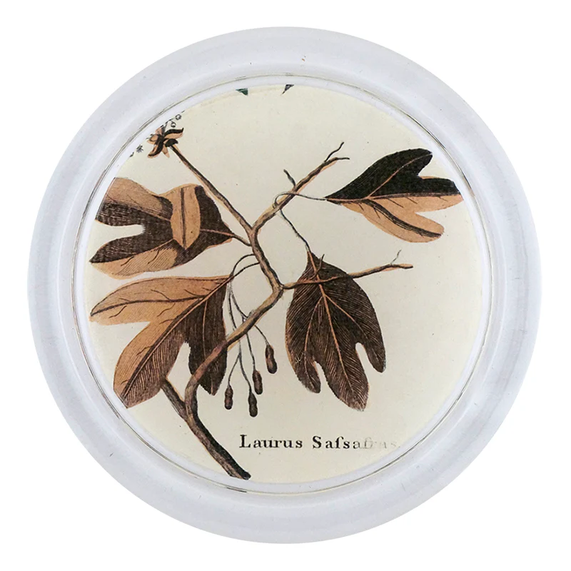 Sassafras Leaves