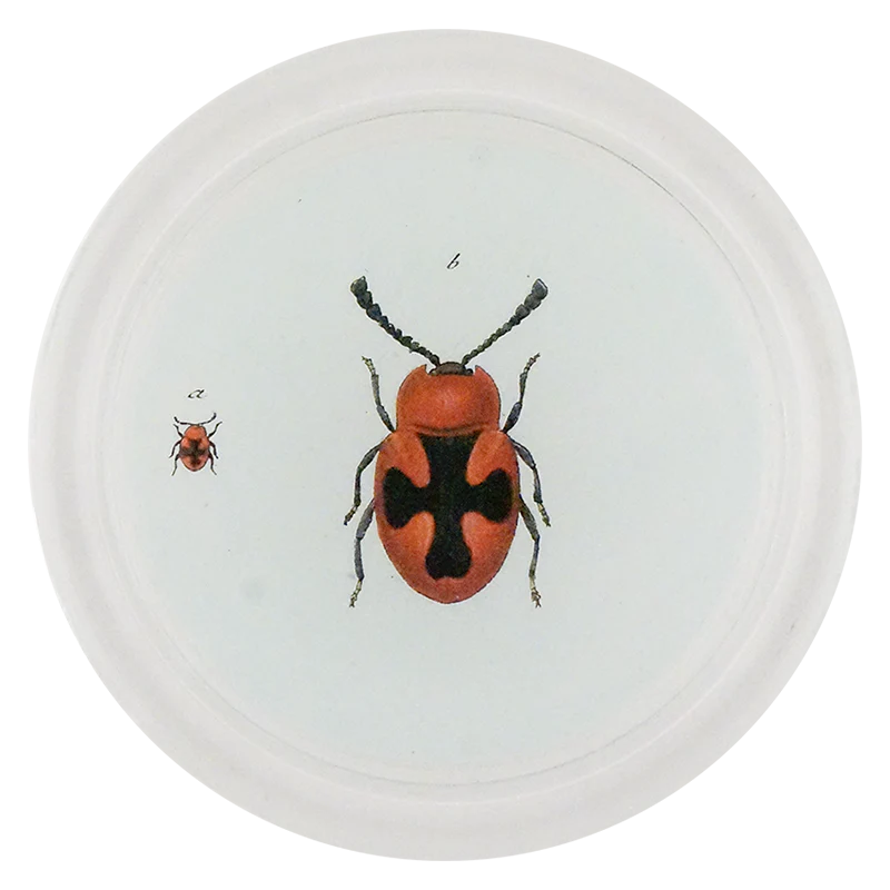 Red Scarlet Fungus Beetle (Beetles)