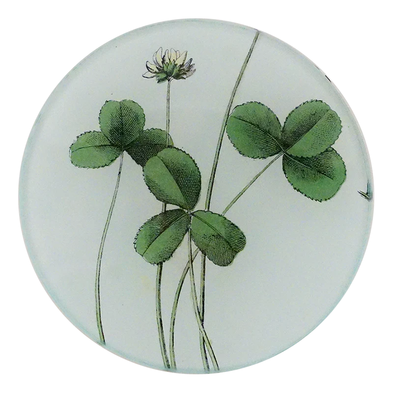Forage Clover