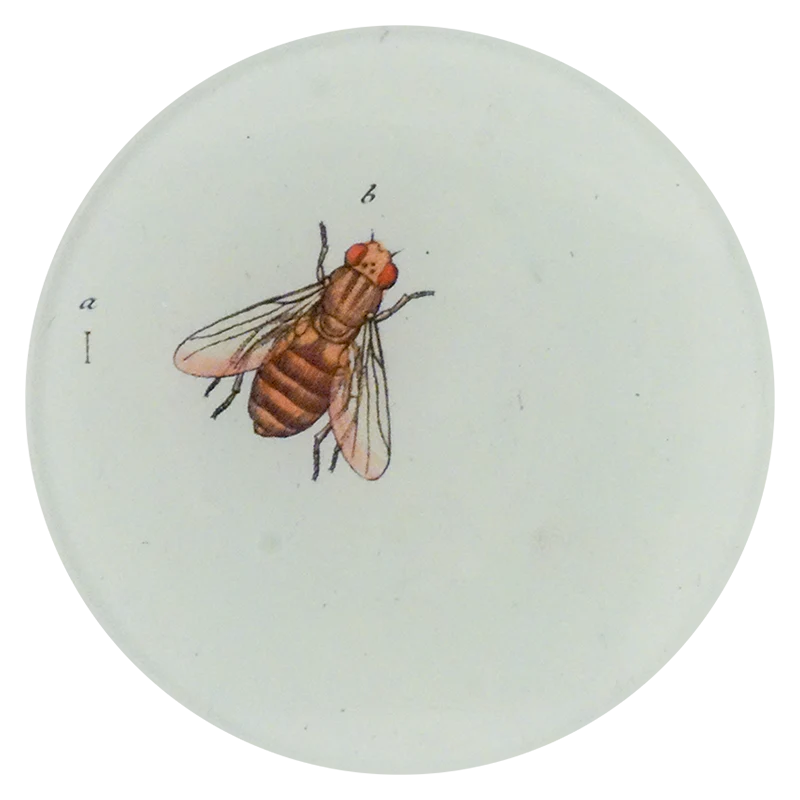 Flower Fly