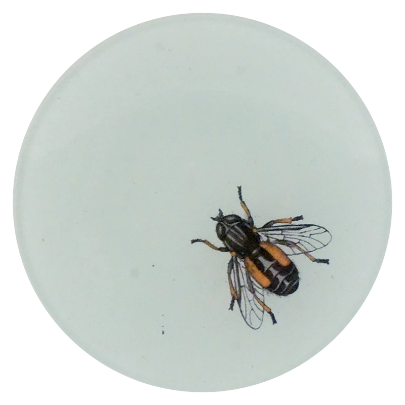 Horse Fly