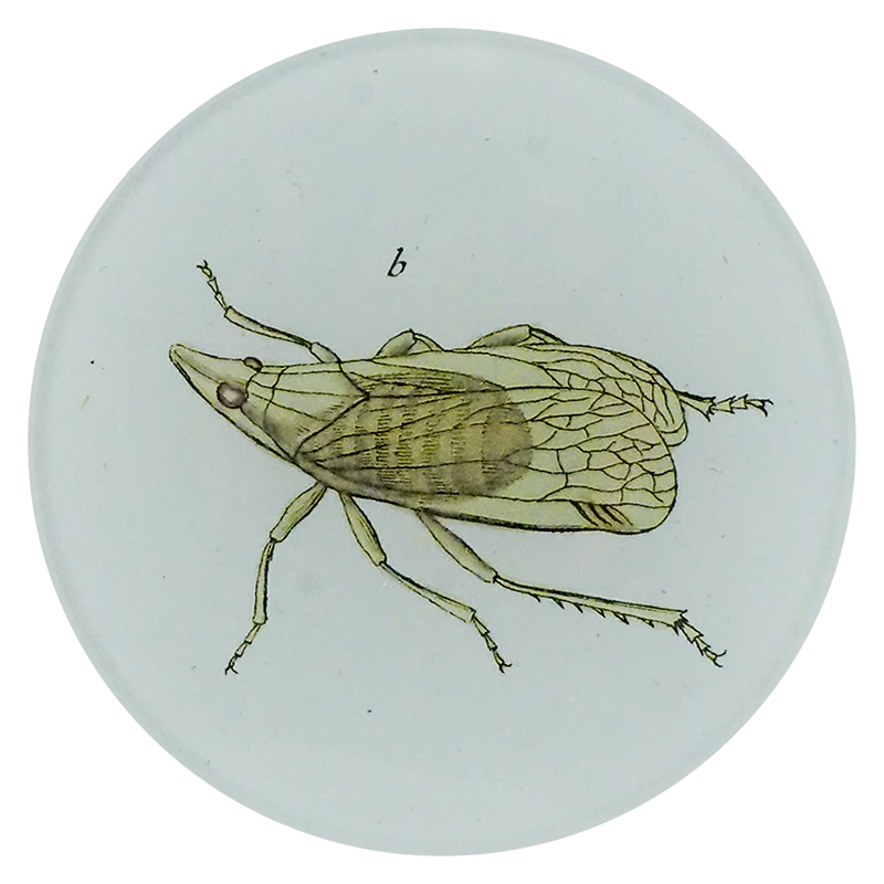Plant Hopper
