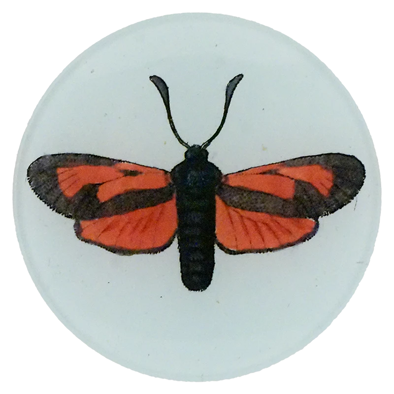 Zygaena Pyrhia Fabr.