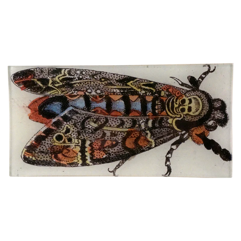 Death Head Moth