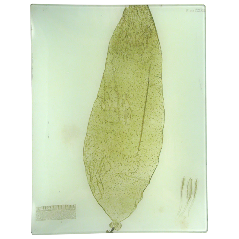 #5 Seaweed (CXLVIII)