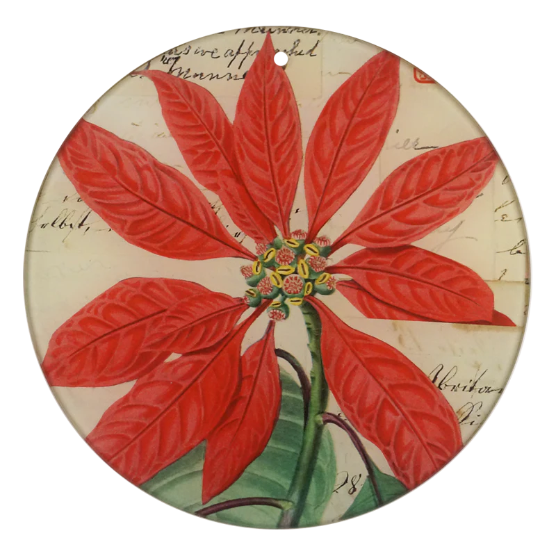 Poinsettia
