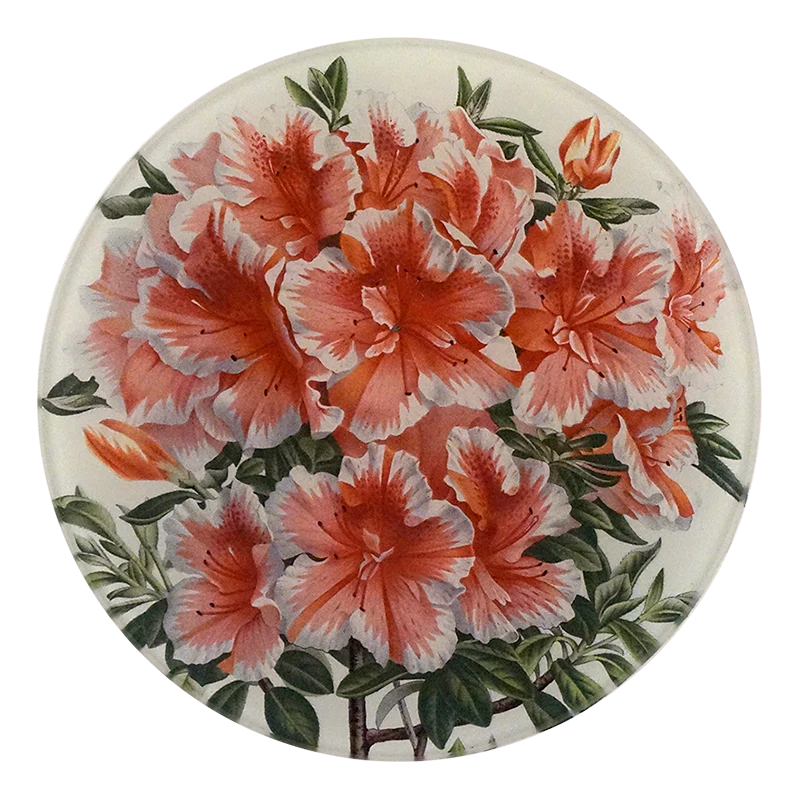 Azalea Variegated