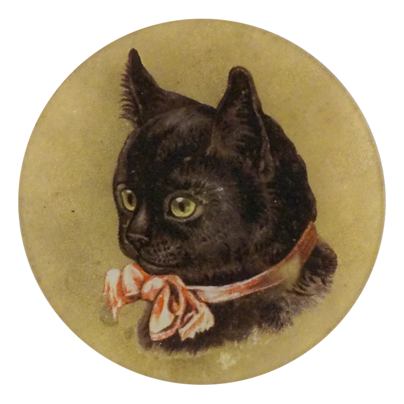 Black Kitten