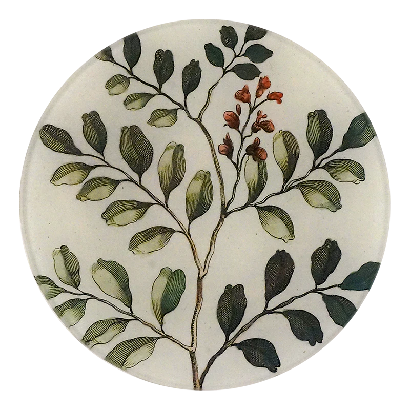 Indigofera Coluteoides