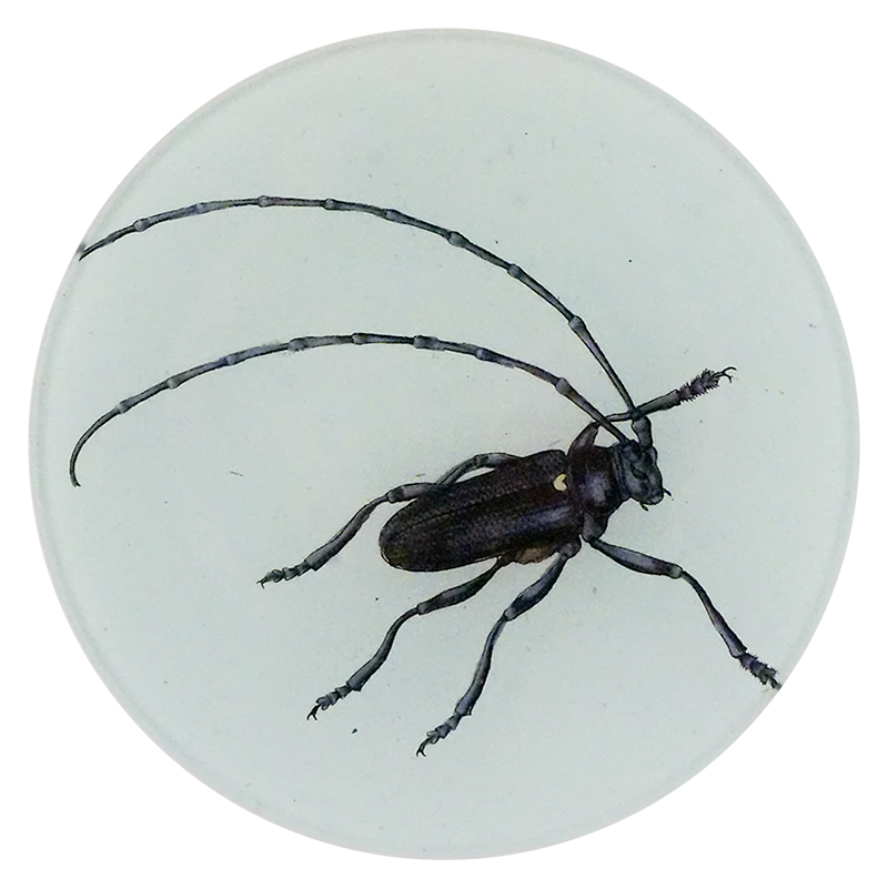 Longhorn Beetle