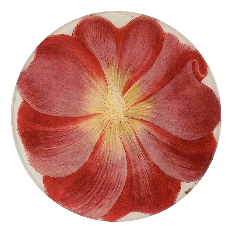 Malva Rosea E