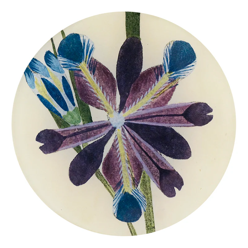 Purple Iris